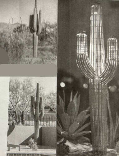 Saguaro Cactus