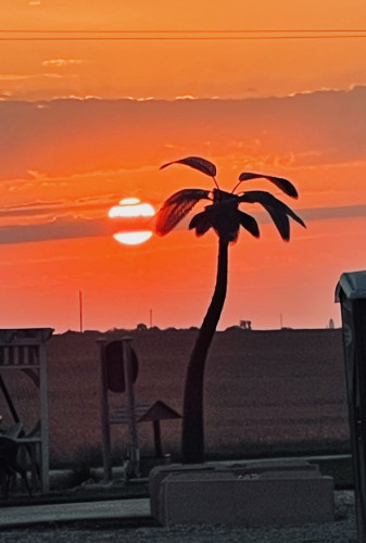 Palm Silhouette
